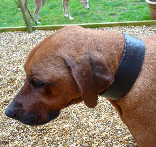 brocade_ridgeback_2