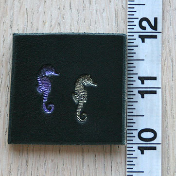 seahorse