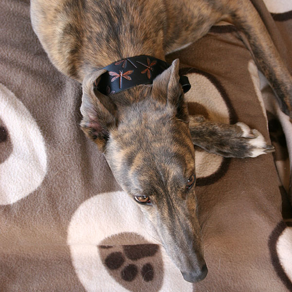 martingale-v2-dragonflies_5