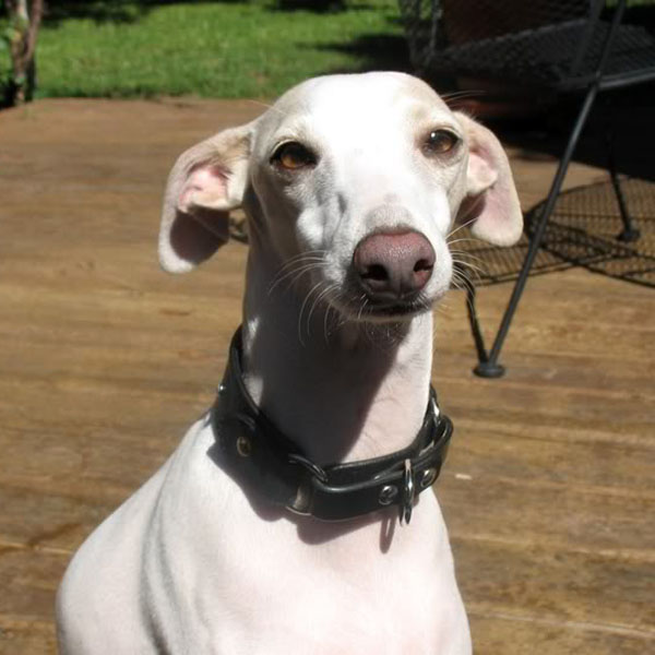 nigel