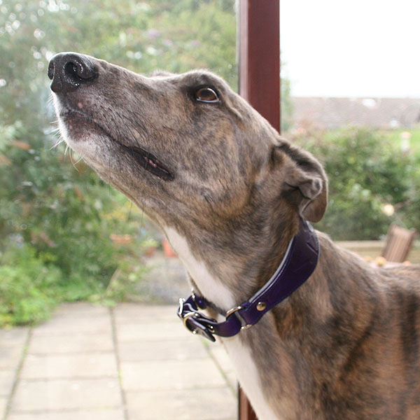 purple-buckle-martingale-test_7