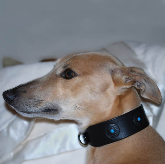 wippet-turquoise-oriental-4